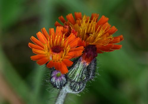 Fox-and-cubs or Orange Hawkweed has orange-red flower heads, opening in June, and blackish hairs. The leaves are mainly from a basal rosette.