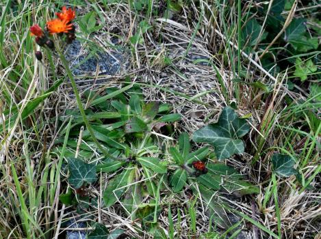 The basal rosette of the Orange Hawkweed, photographed in mid-October.
