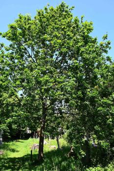 Other uses for the wood from the Pedunculate Oak include ladder rungs, barrel stave making and wooden spades.