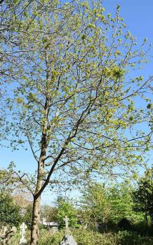 The greenish-yellow catkins of the native Pedunculate Oak appear in April.