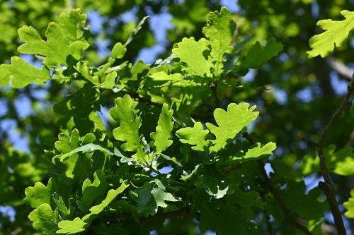 The wood from the Pedunculate Oak is the preferred wood for gateposts, gates, railings and cart-wheel spokes.