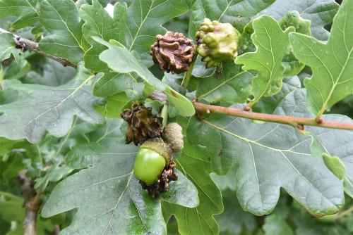  An ink is made from the oak galls that form on Pedunculate Oaks.