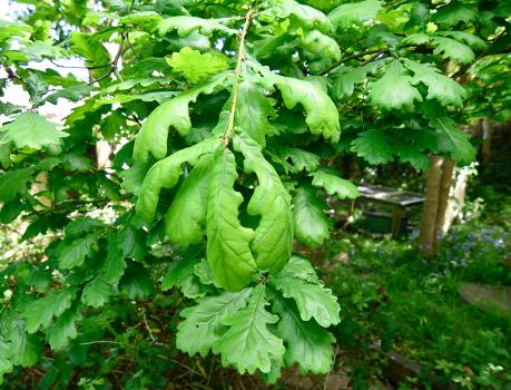  The wood from the Pedunculate Oak is the preferred wood for gateposts, gates, railings and cart-wheel spokes.