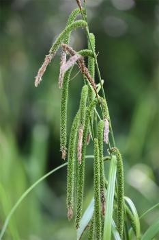 The long, slender, drooping flower spikes, appearing from May, are characteristic of the native Pendulous Sedge.