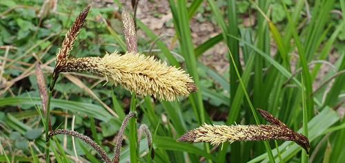 The catkin-like flower spikes of Pendulous Sedge ripen to this pale straw colour, here photographed in late April.