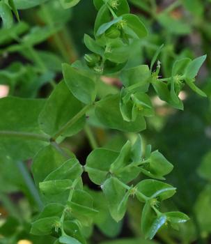Stems of Petty Spurge are erect, hairless, smooth and red/green.