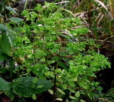 Petty Spurge is an annual that flowers between April and October. It is common throughout England and Wales.