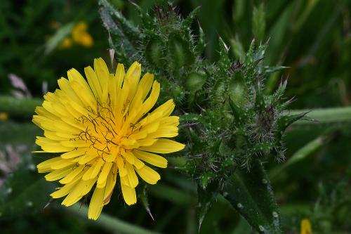 The yellow flowerheads of Prickly Lettuce, with their purplish sepal-like bracts, appear in July. 