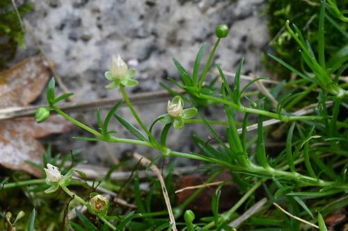 Procumbent Pearlwort (also Matted Pearlwort or Birdeye Pearlwort) is a low-growing, perennial plant with a spreading habit.