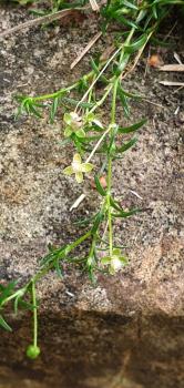 There are seven different species of Pearlwort plants. Each favours different habitats and/or different regions of Britain.