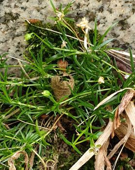 Procumbent Pearlwort is a tiny plant, and easily hidden by other, larger ones.