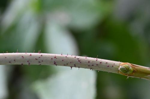 Note the not-at-all vicious prickles on the stem of a Raspberry plant.
