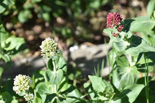 The flowers of both forms of Red Valerian may be red, pink or white, and they appear in May.