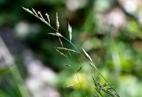 Red Fescue is a native, shade-loving, creeping perennial, with dark green glossy, bristly leaves which are rolled into tubes.