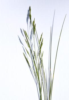 Red Fescue photographed against white card.