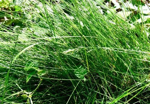 Red Fescue forms dense clumps of basal leaves from which rise a few flowering stems.
