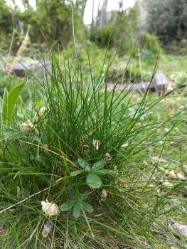 Red Fescue prior to flowering, mid-April 2025.