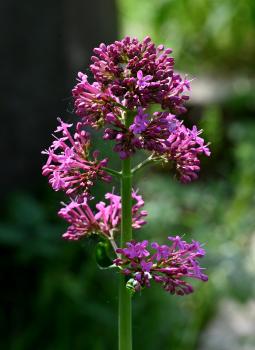 Note the tiny tube shape of the Red Valerian's flower, a shape that the Hummingbird Hawk Moth, with its long proboscis, is well suited to.