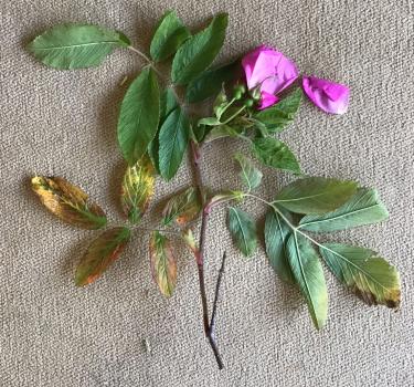  The individual plant photographed here, which can be found in the south-west corner of the cemetery, is a Dutch Rose.