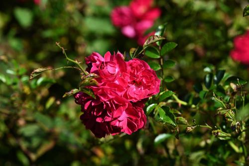 This distinctive cerise-crimson rose is a vigorous rambler with little or no fragrance and lavish, medium-sized double blooms.