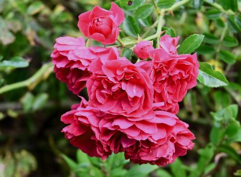 This distinctive cerise-crimson rose is a vigorous rambler with little or no fragrance and lavish, medium-sized double blooms.