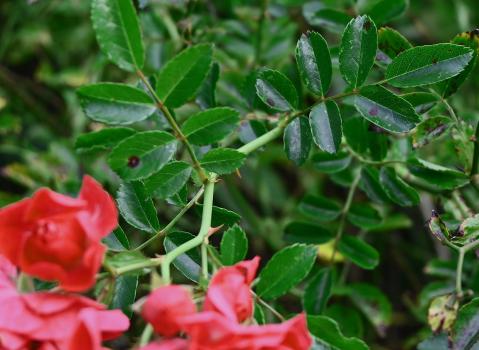 The leaves of this rose are only slightly serrated.