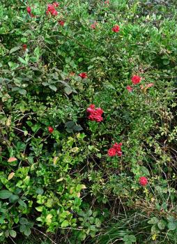 This distinctive cerise-crimson rose is a vigorous rambler with little or no fragrance and lavish, medium-sized double blooms.