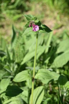 Rose Campion as opposed to the rose-coloured hybrid between the red and white campion, is a native of southern Europe.