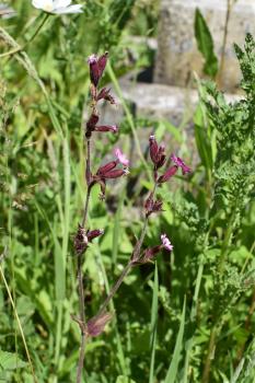 Rose Campion as opposed to the rose-coloured hybrid between the red and white campion, is a native of southern Europe.