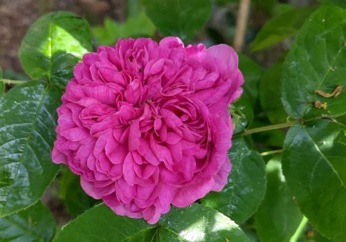 Rose de Rescht, Heene Cemetery, mid-May 2025.