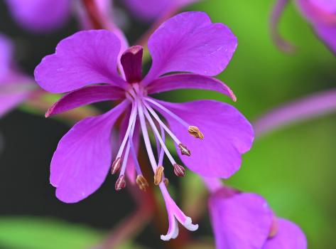 Rosebay Willowherb is a tall patch-forming species as familiar in woods as it is in the cemetery.