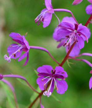 Rosebay Willowherb is a tall patch-forming species as familiar in woods as it is in the cemetery.