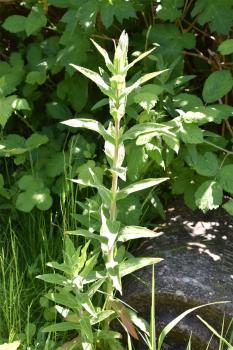 Rosebay Willowherb is a tall patch-forming species as familiar in woods as it is in the cemetery.