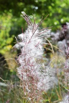 Rosebay Willowherb is a tall patch-forming species as familiar in woods as it is in the cemetery.