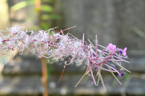 The fluffy seeds of Rosebay Willowherb emerge in late summer.