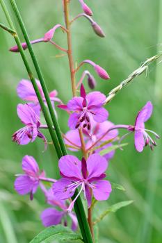 Rosebay Willowherb is a tall patch-forming species as familiar in woods as it is in the cemetery.