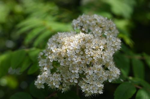 The creamy white flowers of Rowan in May.
