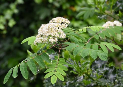 The Rowan's creamy white flowers and pinnate leaves with 5 to 7 pair of oblong leaflets.