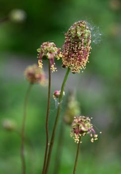 It has a flower cluster of tiny purple-crimson florets, mace-like in shape, that eventually sprout yellow cascading anthers. (Shown here festooned with Dandelion seeds.)