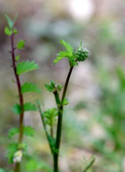 Salad Burnet's mace-like flower head eventually produces purple flowers.