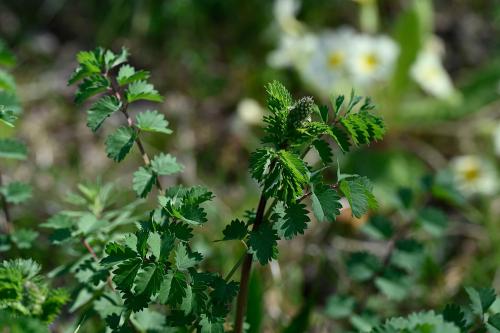 The toothed leaves of Salad Burnet are distinctive. The leaves are, as the name suggests, used in salads.