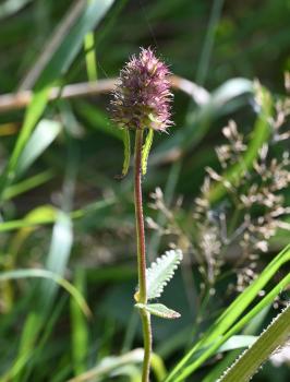 The drying mace-head flower of Salad Burnet in August.