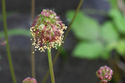 The yellow anthers of Salad Burnet, mid-May 2023.
