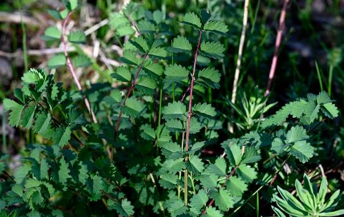 The toothed leaves of Salad Burnet are distinctive. The leaves are, as the name suggests, used in salads.