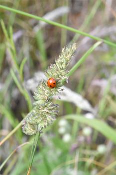 Sheep's-fescue flowers from June.