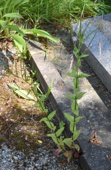 The leaves of Short-fruited Willowherb are unstalked.