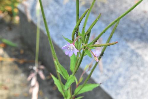 Short-fruited Willowherb is a damp-loving willowherb.