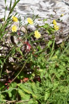 Hawks were believed to eat hawkbits and hawkweeds to sharpen their eyesight.