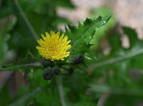 The May flowerheads of Smooth Sow-thistle are yellow, and the pappuses can be used like the dandelion clock.