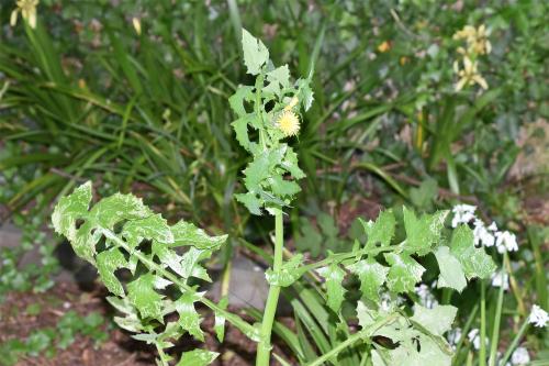 The May flowerheads of Smooth Sow-thistle are yellow, and the pappuses can be used like the dandelion clock.